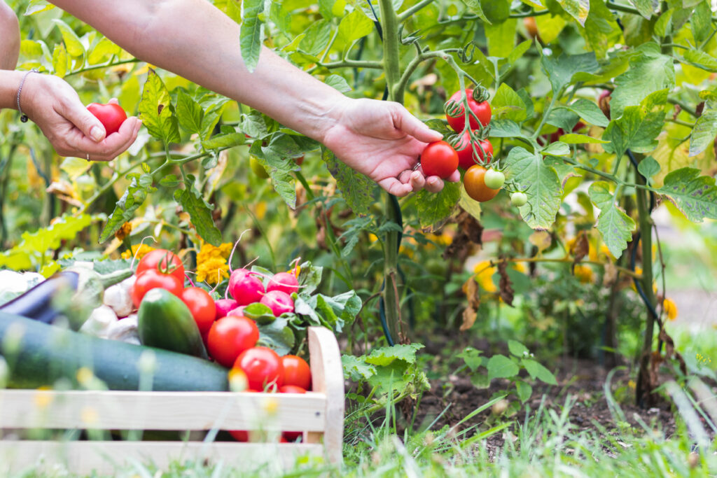 ako pestovať paradajky