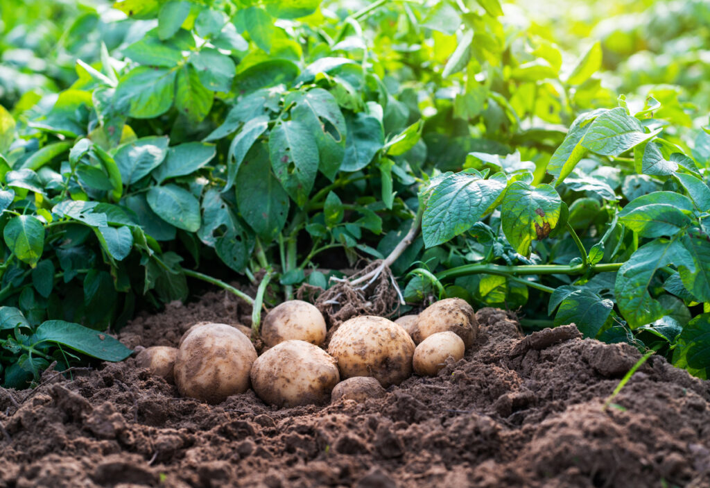 Ako sa zbaviť pásavky zemiakovej – povysávajme ju