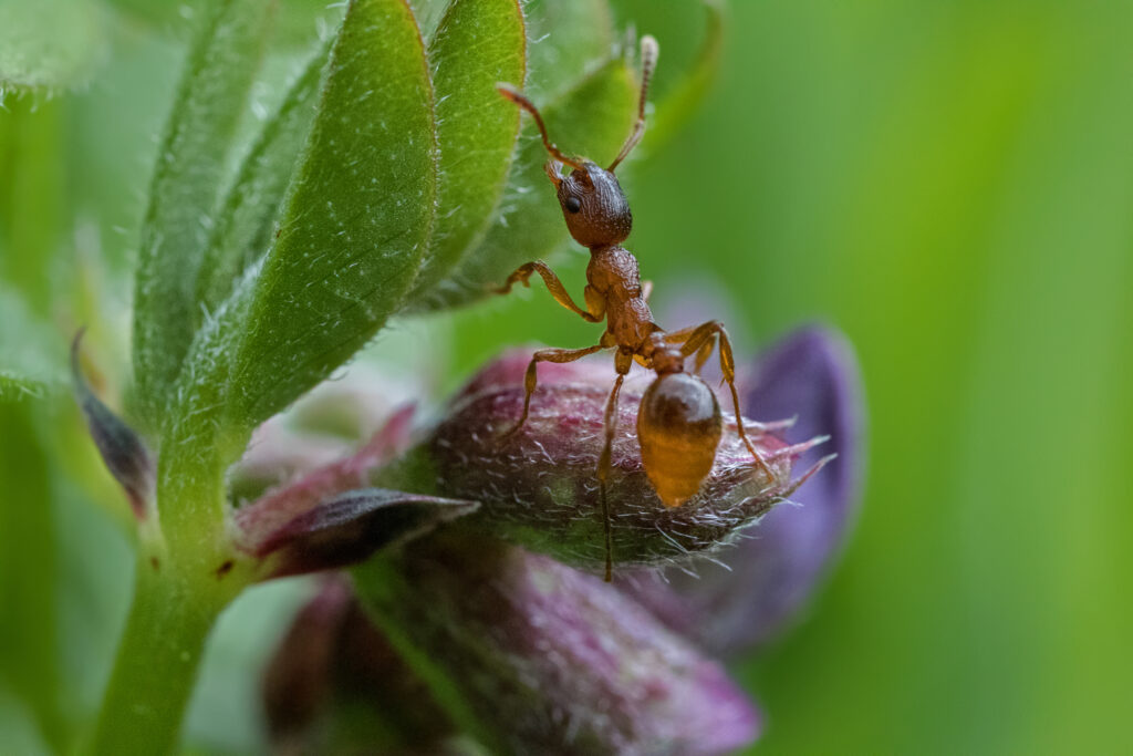 Mravce v trávniku a na stromoch: Ako sa ich účinne zbaviť?