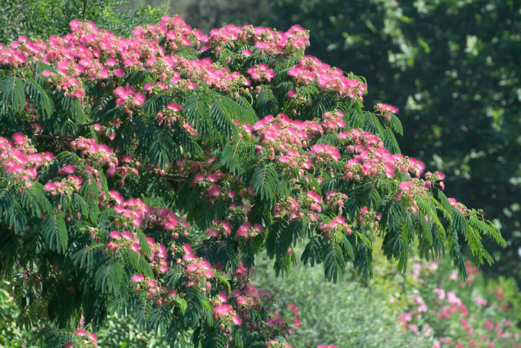 Albízia – okrasný strom, ktorý vás očarí krásnymi kvetmi