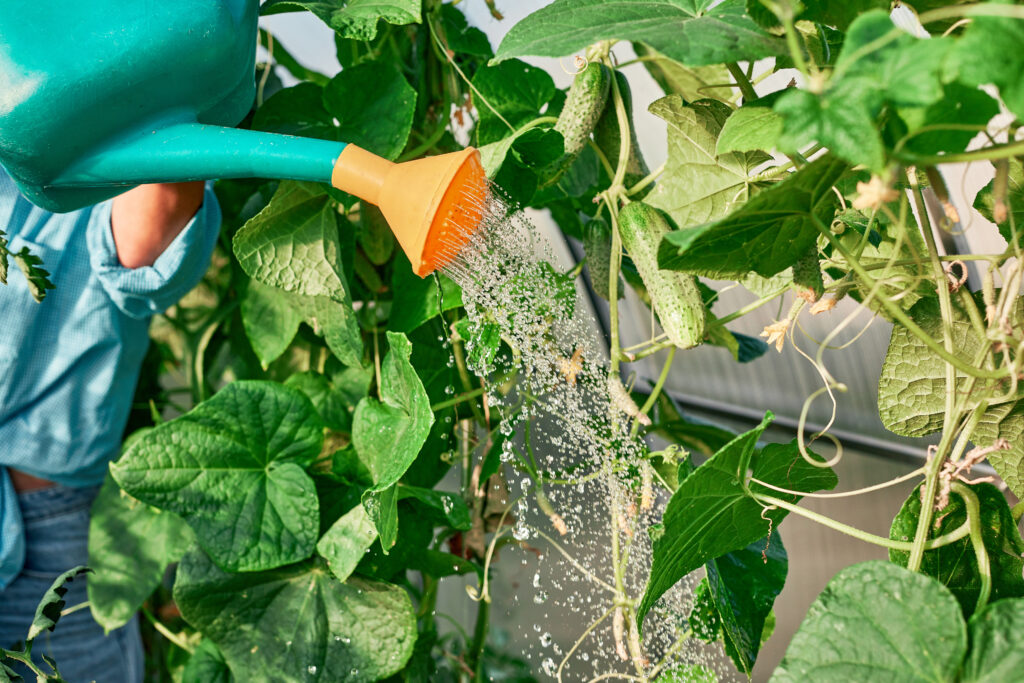 Starostlivosť o uhorky