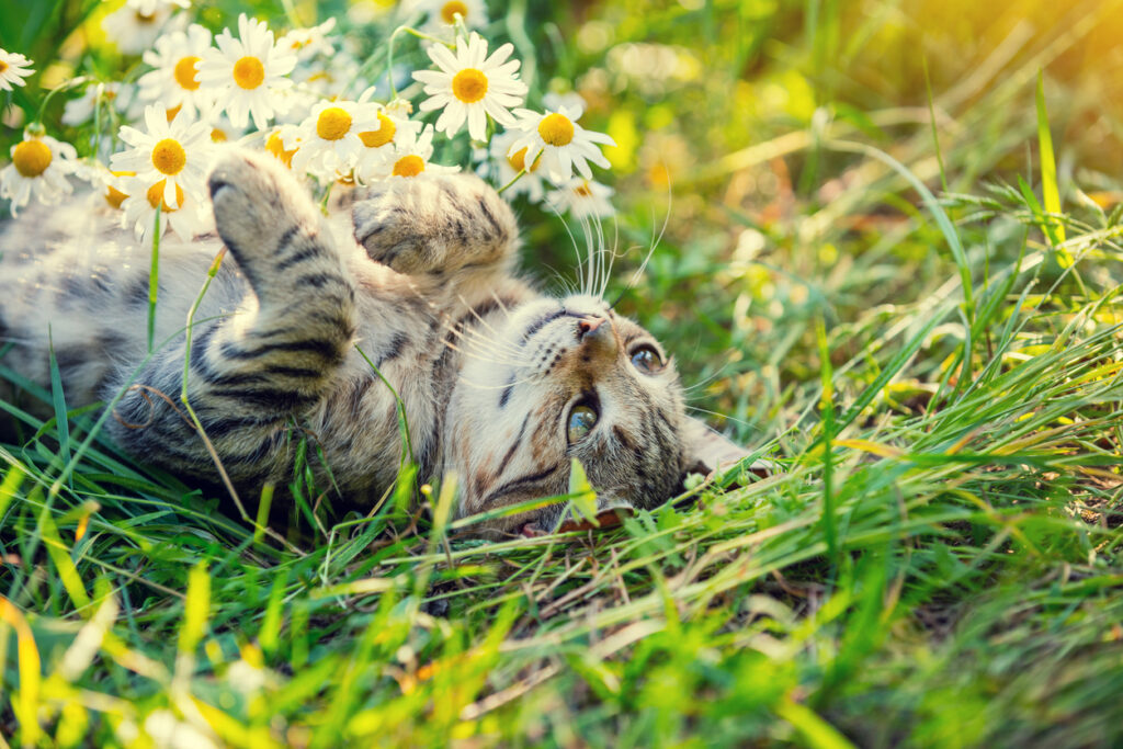 Ako odplašiť mačku zo záhrady: Pomôže vôňa, zvuk aj prirodzený nepriateľ