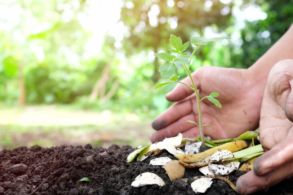 Vyrobte si organické hnojivo z banánových šupiek a podporte zdravie vašich rastlín