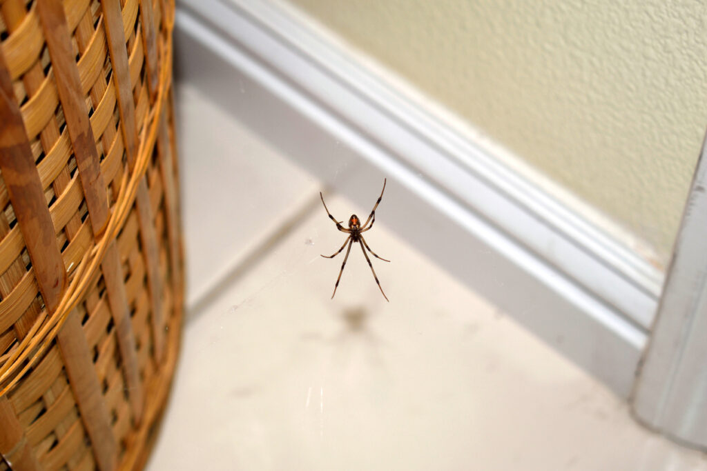 7 efektívnych tipov, ako sa zbaviť pavúkov v domácnosti