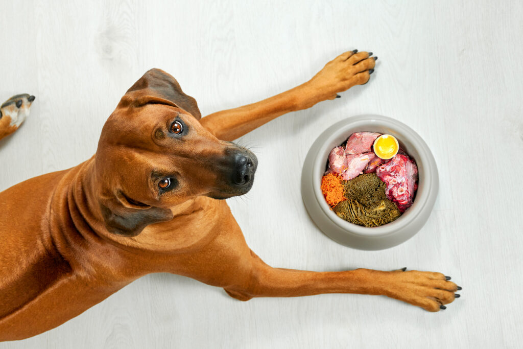 Čím kŕmiť a nekŕmiť psa? Prvá pomoc pri otrave potravinami