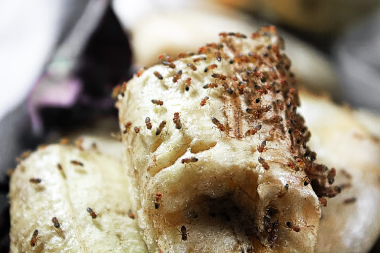 Vínne mušky (octomilky): Najlepšou obranou je útok