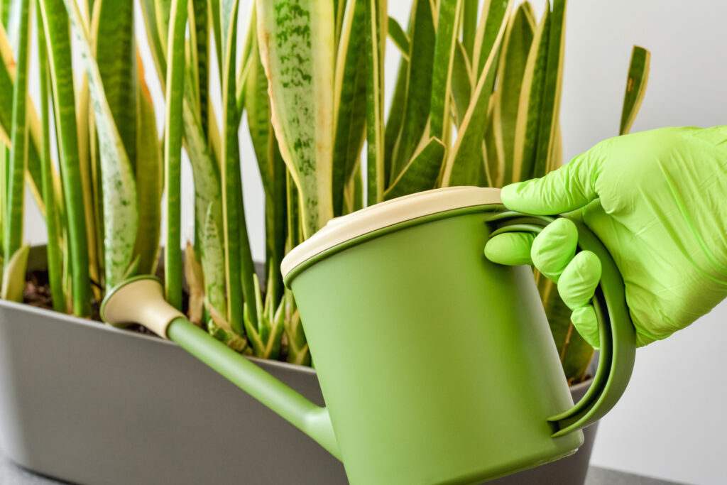 ako pestovať a polievať svokrin jazyk