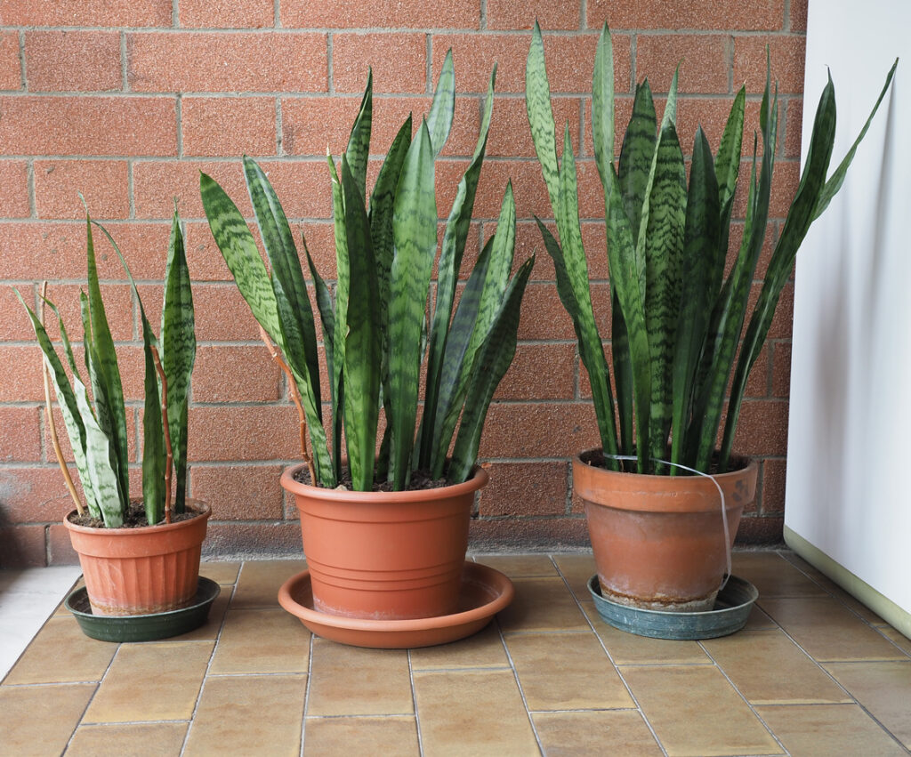 ako často polievať svokrin jazyk