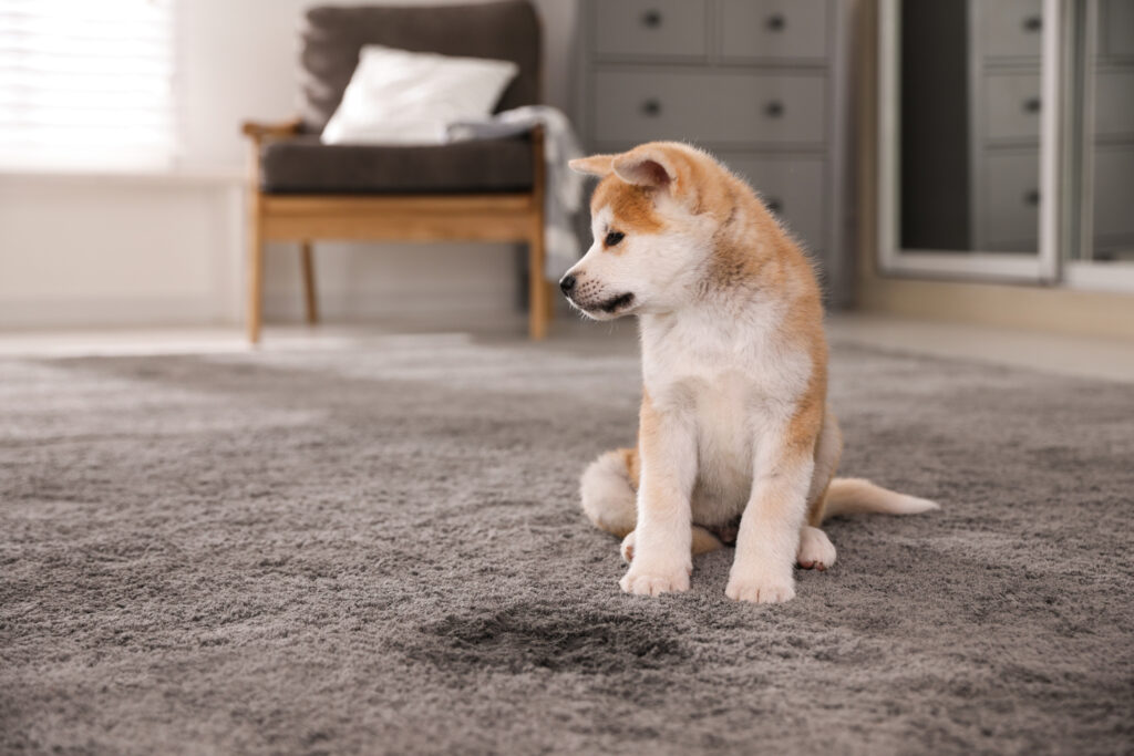 pes ciká na koberec