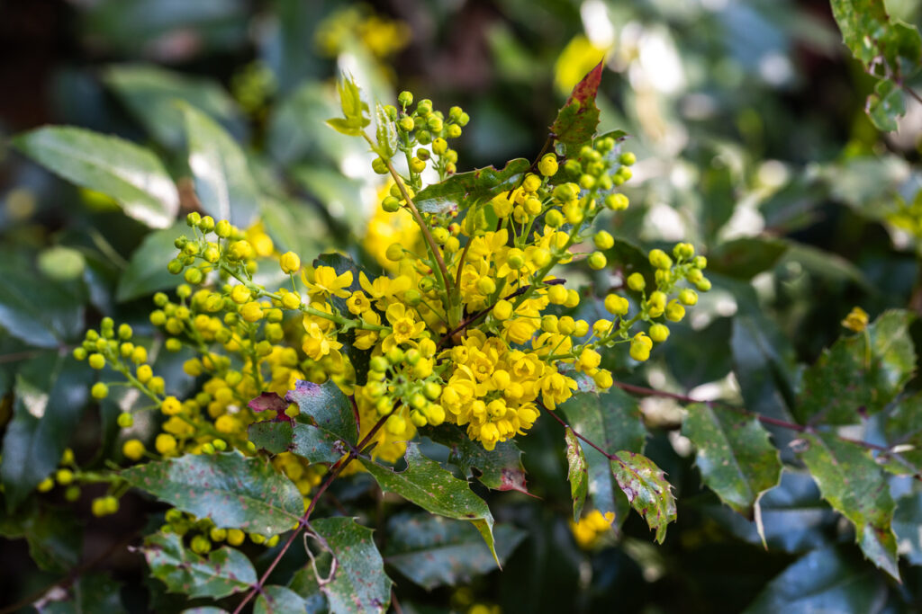Neopadavý ker s bohatým žltým kvitnutím: Mahónia cezmínolistá