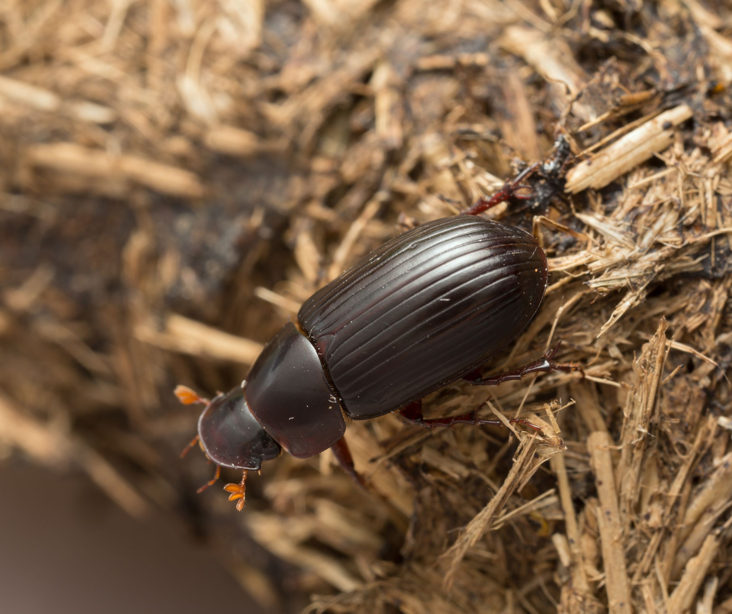 malý čierny chrobák