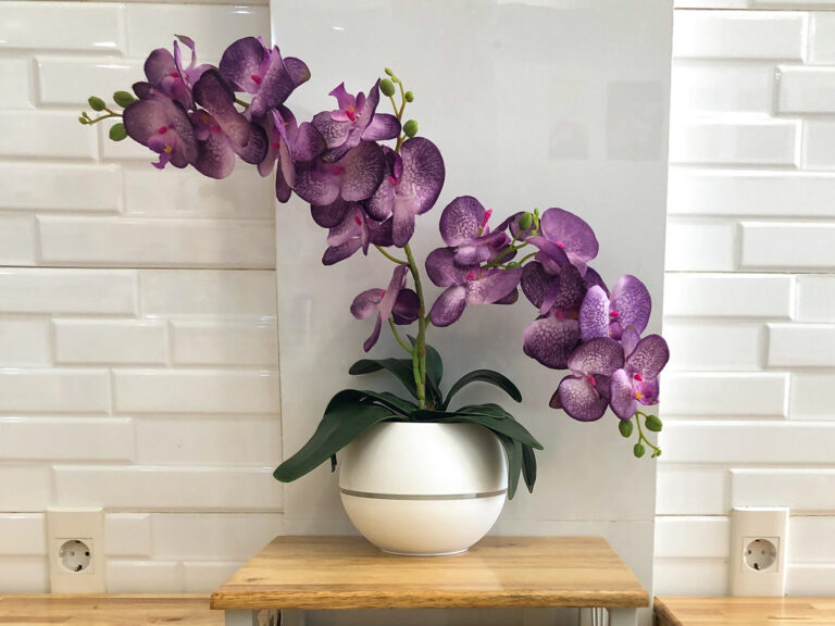 Ako zachrániť orchideu: Najčastejšie problémy pestovateľov a najefektívnejšie riešenia