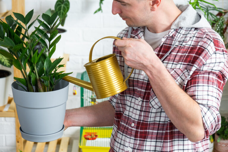 Zamiokulkas je nielen krásna izbová rastlina, ale aj zelený filter pre váš domov