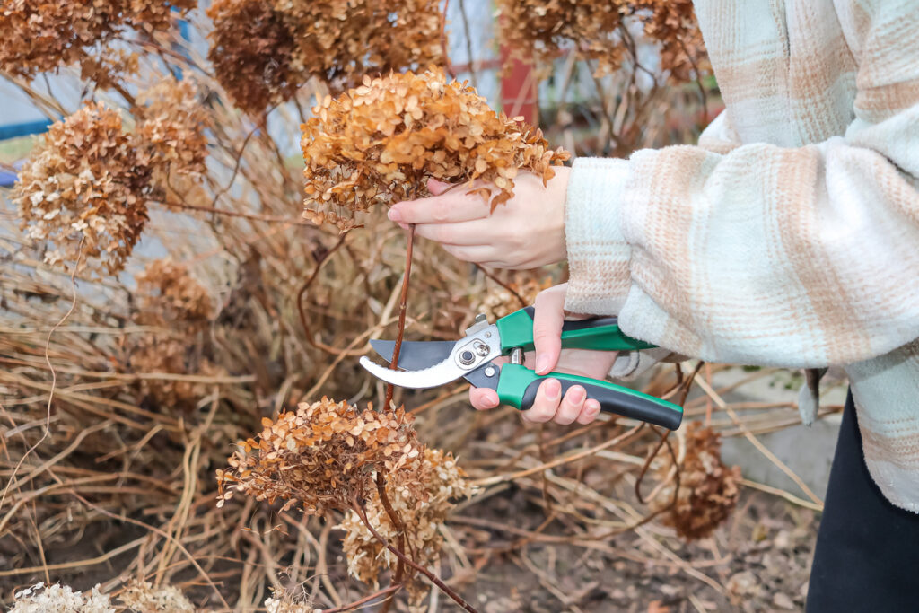rez hortenzií na jeseň