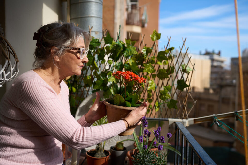zazimovanie balkónových kvetov